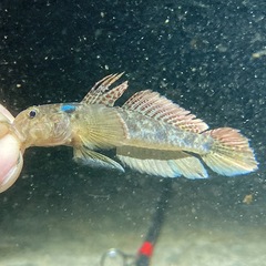 Ctenogobius boleosoma