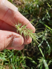Echinopogon nutans