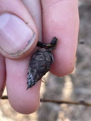 Rabdophaga salicisgnaphalioides