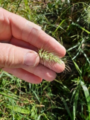 Echinopogon nutans