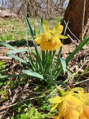 Narcissus
