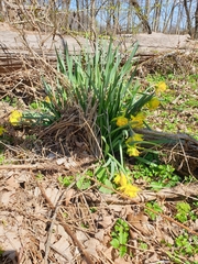 Narcissus
