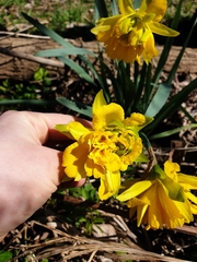 Narcissus