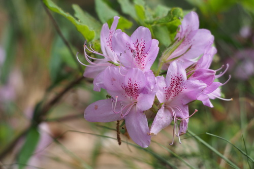 Rhododendron stenopetalum, photograph 3