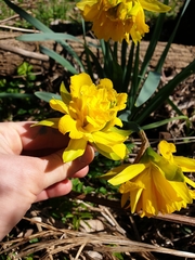 Narcissus