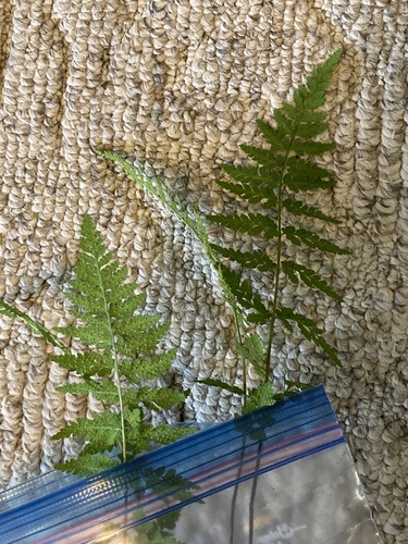iNaturalist observation photo of brittle bladderfern