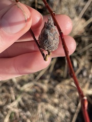 Rabdophaga salicisgnaphalioides