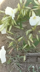 Distimake macrocalyx