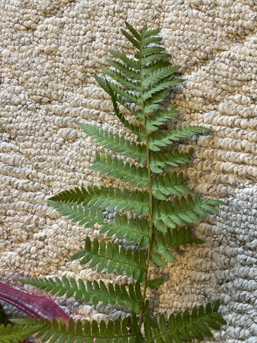 iNaturalist observation photo of coastal woodfern