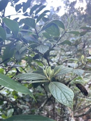 Viburnum lasiophyllum