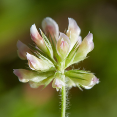 Trifolium bifidum decipiens