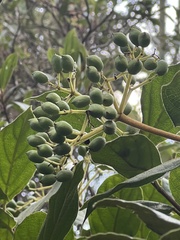 Viburnum lasiophyllum