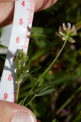 Trifolium bifidum decipiens