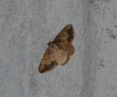 Idaea kendallaria