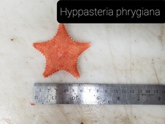 Hippasteria phrygiana