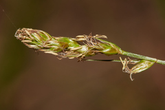 Carex tumulicola