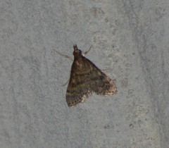 Steniodes declivalis