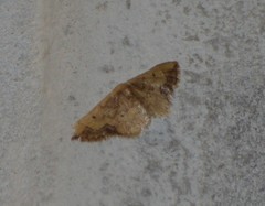Idaea kendallaria