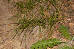 Carex tumulicola