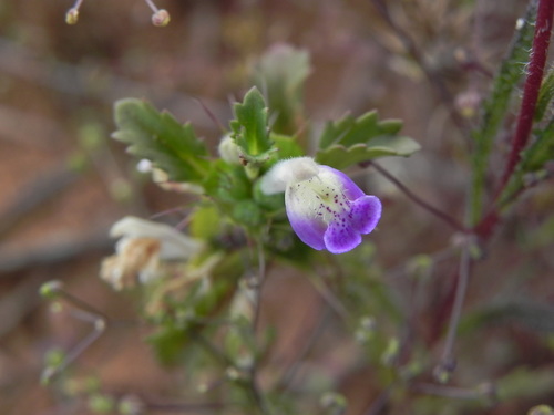 Image of Acanthomintha ilicifolia by (c) James C. Davis, some rights reserved (CC BY-SA)