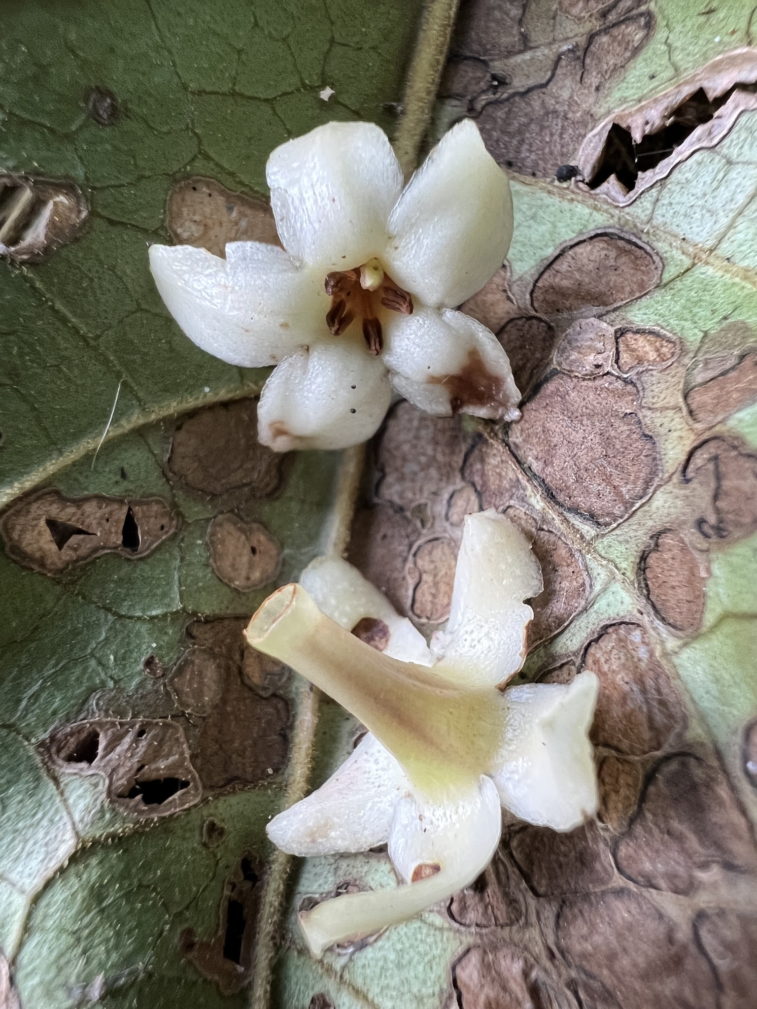 Aegiphila bogotensis