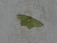 Chloropteryx nordicaria