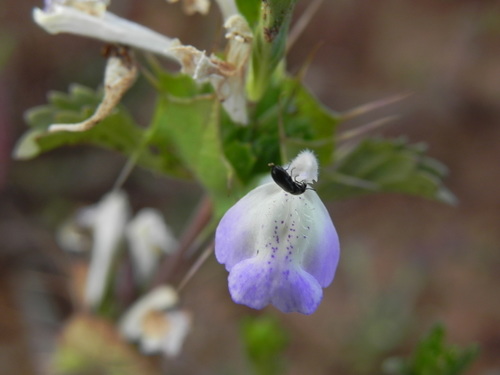 Image of Acanthomintha ilicifolia by (c) James C. Davis, some rights reserved (CC BY-SA)