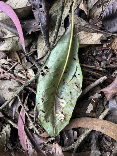 Aegiphila bogotensis, photograph 2