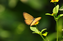Mestra hersilia