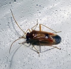 Ceratocapsus apicalis