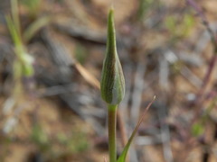 Calochortus splendens