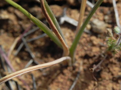 Calochortus splendens