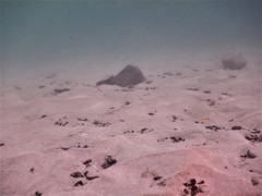 Diplodus caudimacula