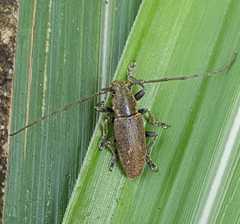 Bumetopia oscitans