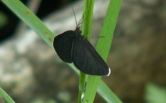 Odezia atrata