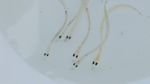Pacific Sand Lance photo 5