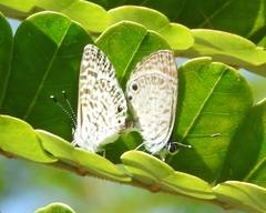 Leptotes cassius cassidula
