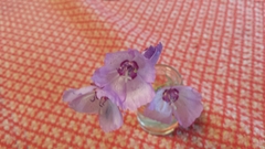 Clarkia cylindrica