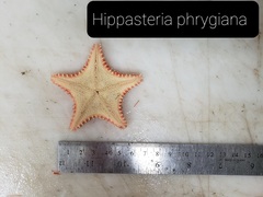 Hippasteria phrygiana