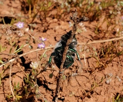 Paracotalpa