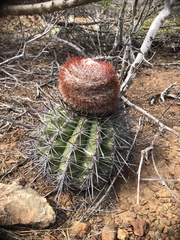 Melocactus macracanthos