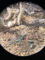 Cnemidophorus arubensis