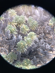 Tournefortia gnaphalodes