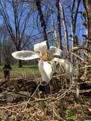 Magnolia kobus