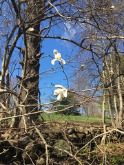 Magnolia kobus