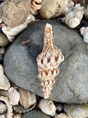 Marmorofusus nicobaricus