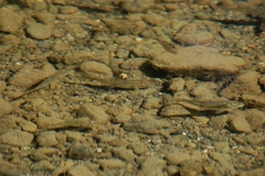 Catostomus occidentalis