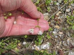 Valerianella nuttallii