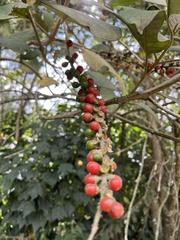 Citharexylum subflavescens