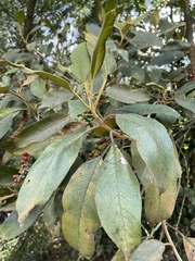 Citharexylum subflavescens